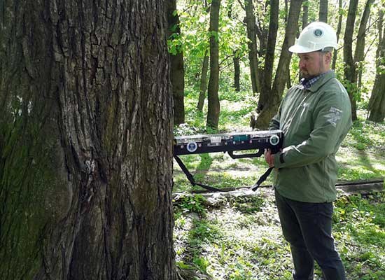 Dendrolog / autorizovaný projektant kácení Třebíč — Profese.